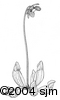 Sarracenia purpureaill