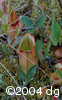 Sarracenia purpurealvs