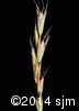 Danthonia spicata10