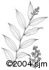 Maianthemum racemosumill