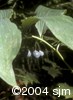 Polygonatum pubescensfrt