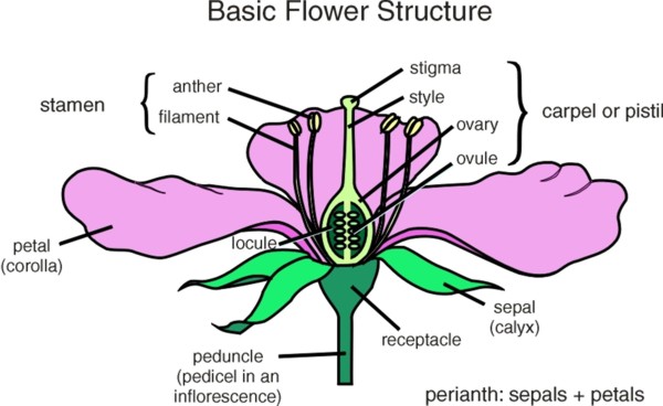 flower_term