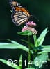 Asclepias incarnata 6