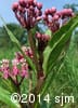 Asclepias incarnata 7