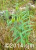 Asclepias incarnata 9